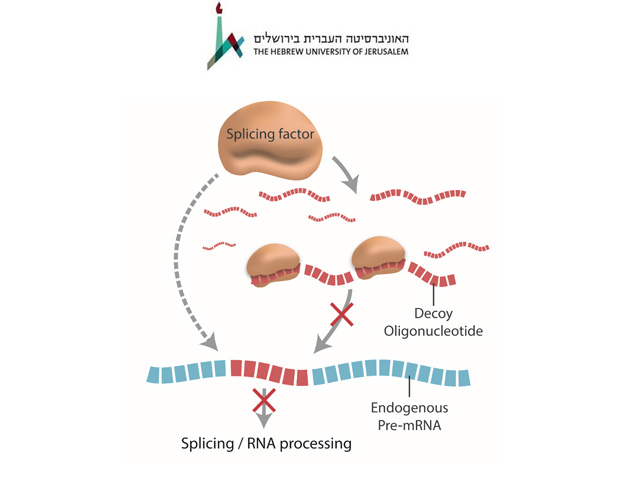 Das RNA-bindende Protein