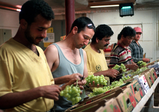 Palestinians and Israelis sort grapes in the Jordan Valley (Photo: 1998)