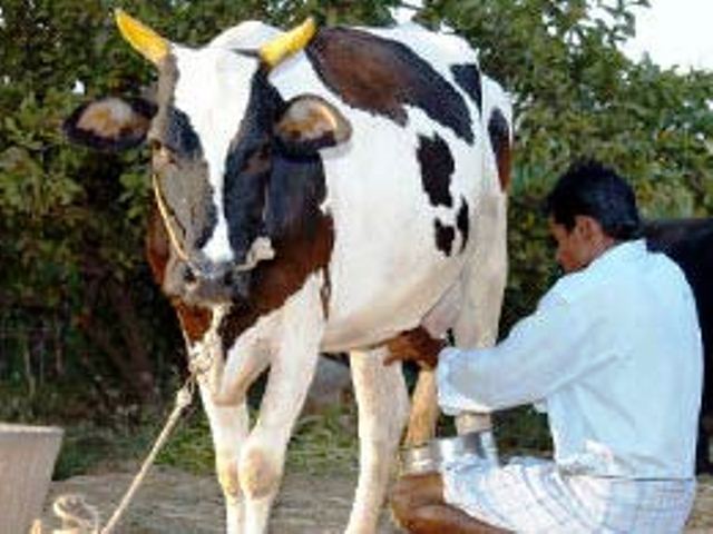 punjabdairyfarming