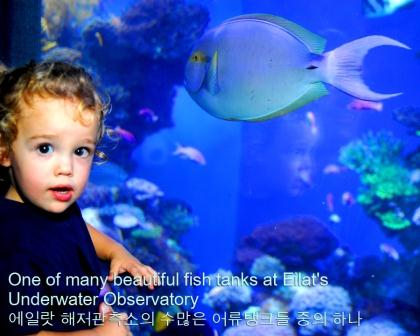 Eilat Underwater Observatory