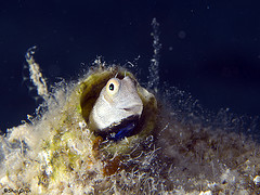 You might see one of these creatures underwater. Photo by Shai Oron/Interuniversity Institute for Marine Sciences