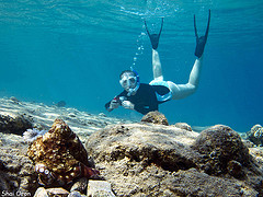 Red Sea diving. Photo by Shai Oron/Interuniversity Institute for Marine Sciences