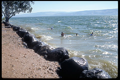 Swimmers at Kinneret beach.jpg