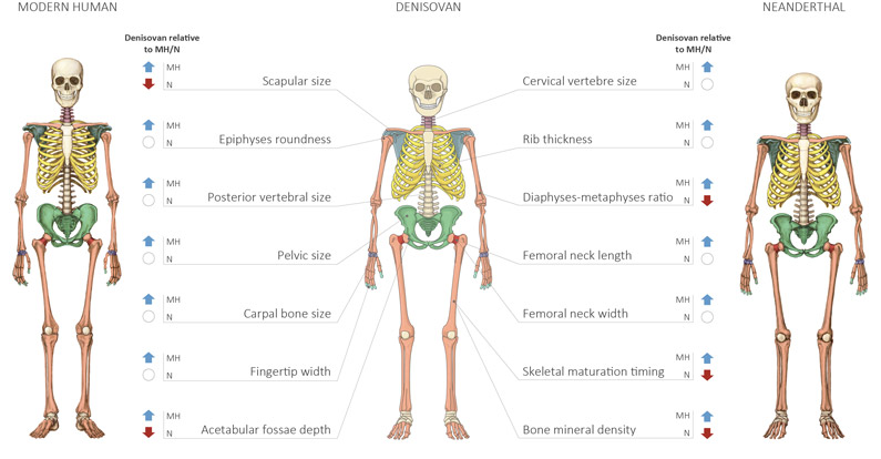 20191008Denisovans1.jpg