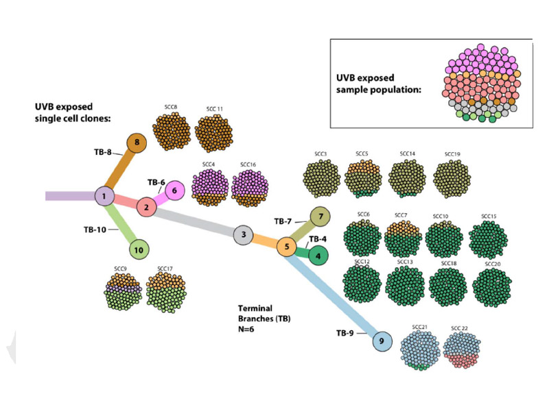 Tumor cells were mapped to a phylogenetic tree according to heterogeneity, enabling the researchers to conduct further experiments.