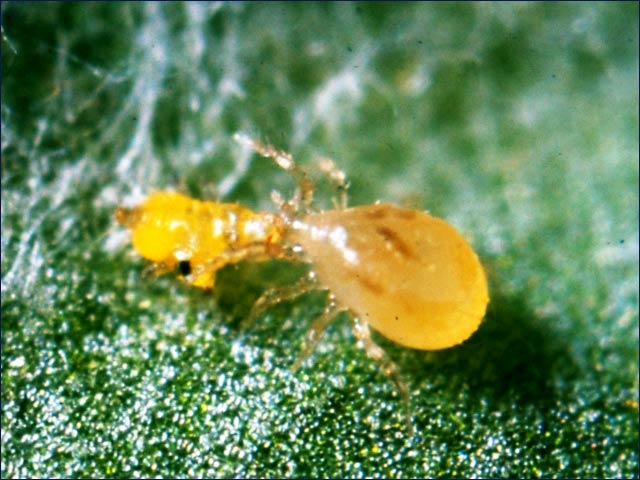 This predatory mite replaces chemical pesticides