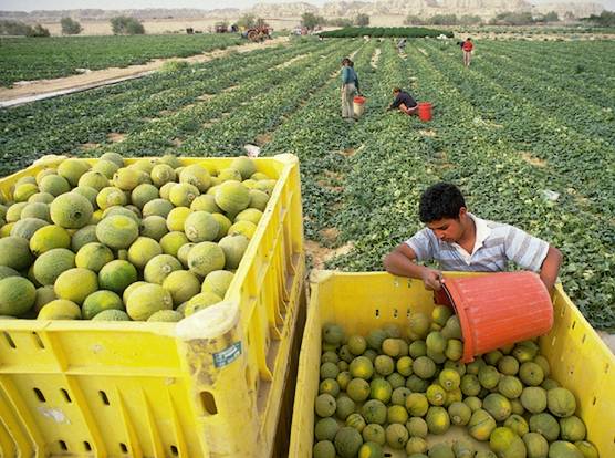 Agricultura