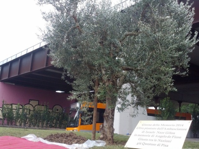 Albero di ulivo piantato a Pisa in onore del Questore Angelo De Fiore