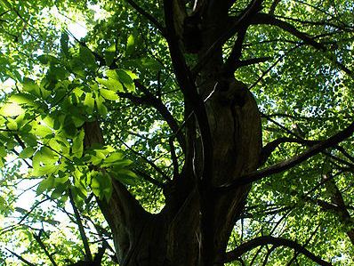 Sweet Chestnut Forest