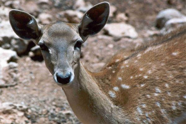 Persian Fallow Deer at the Jerusalem Biblical Zoo