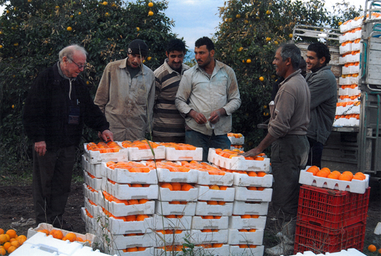 Dr. Hillel inspecting fruit picked from drip-irrigated citrus trees in Jordan (via World Food Prize)