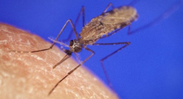 Israel malaria research