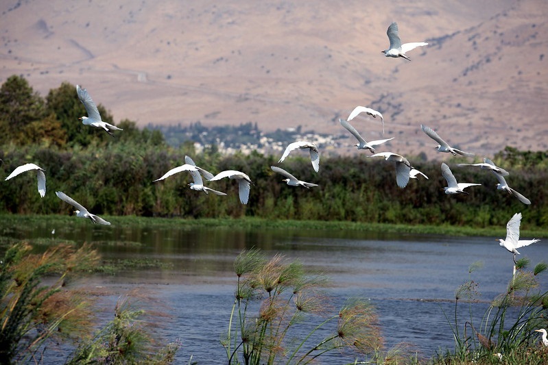 Hula Valley